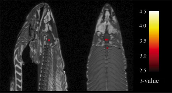 Actividad encefálica en un salmón muerto detectada por fMRI