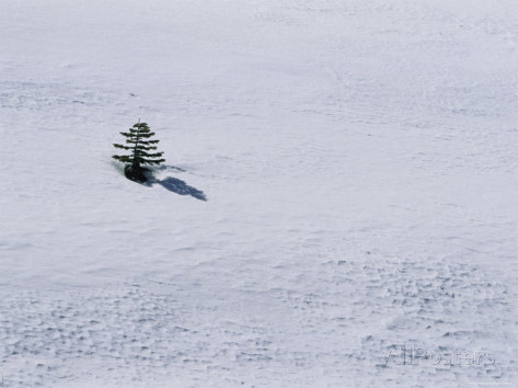 marc-moritsch-a-lone-pine-tree-casts-a-shadow-on-a-snow-field