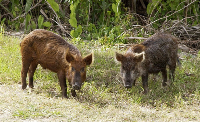 Cerdos ferales cerca del Complejo de Lanzamiento 39 del Centro Espacial Kennedy en Florida (EE.UU.). Se cree que estos cerdos descienden directamente de los llevados por los descubridores españoles.