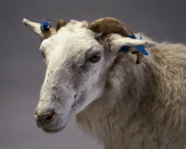Tracy, la primera oveja transgénica. Science Museum (Londres)