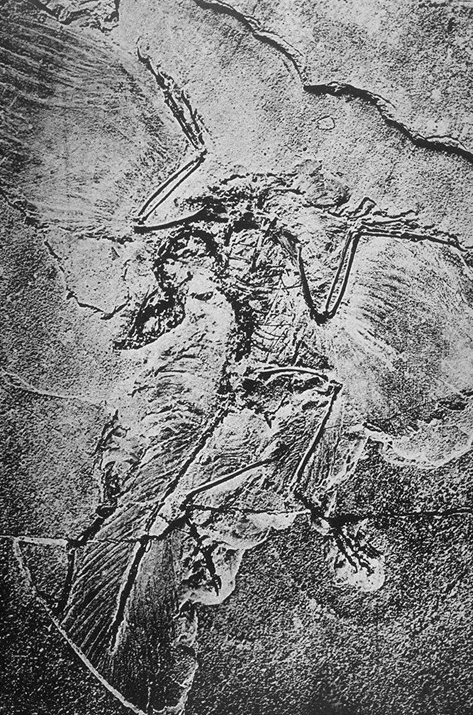 Archaeopteryx, foto de 1880