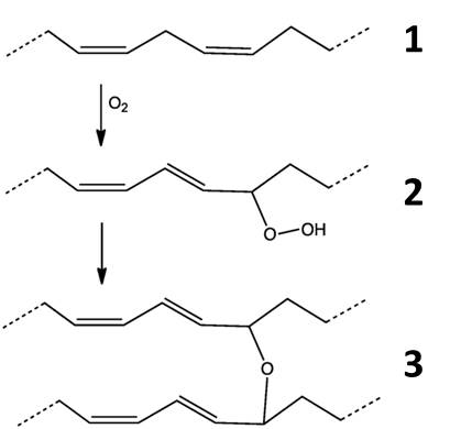 //upload.wikimedia.org/wikipedia/commons/thumb/3/33/DryingOilDiene%27.png/800px-DryingOilDiene%27.png]