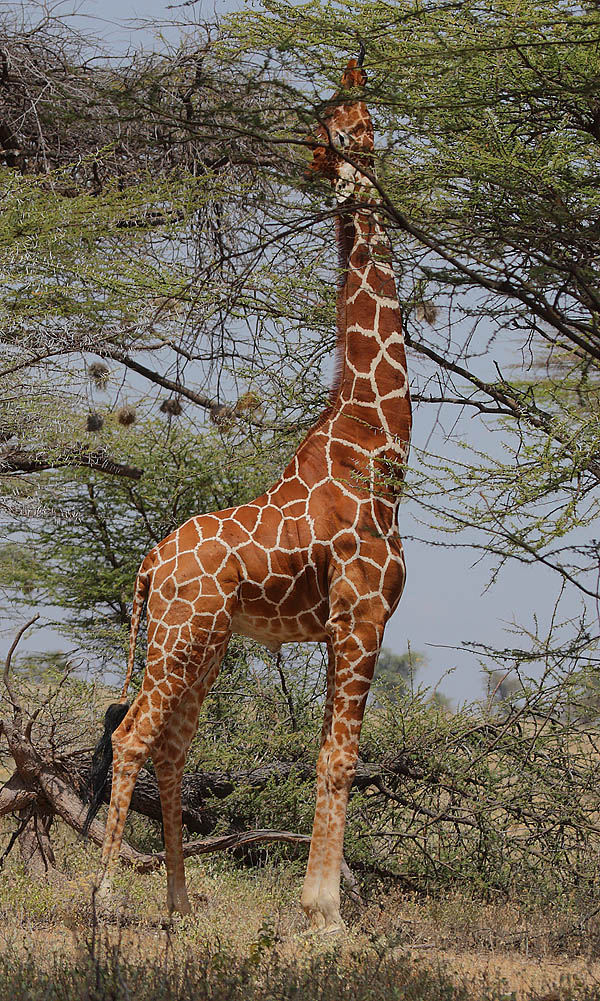 macho-de-jirafa-africana