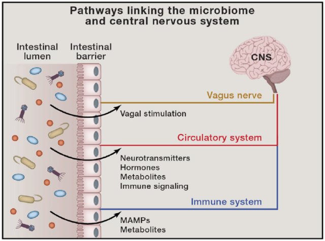  estimulación del nervio vago, sustancias secretadas al sistema circulatorio y estimulación del sistema inmune. Sampson et al., 2015