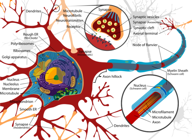 Estructura celular de las neuronas, donde se parecian las mitocondrias (mithocondrion).