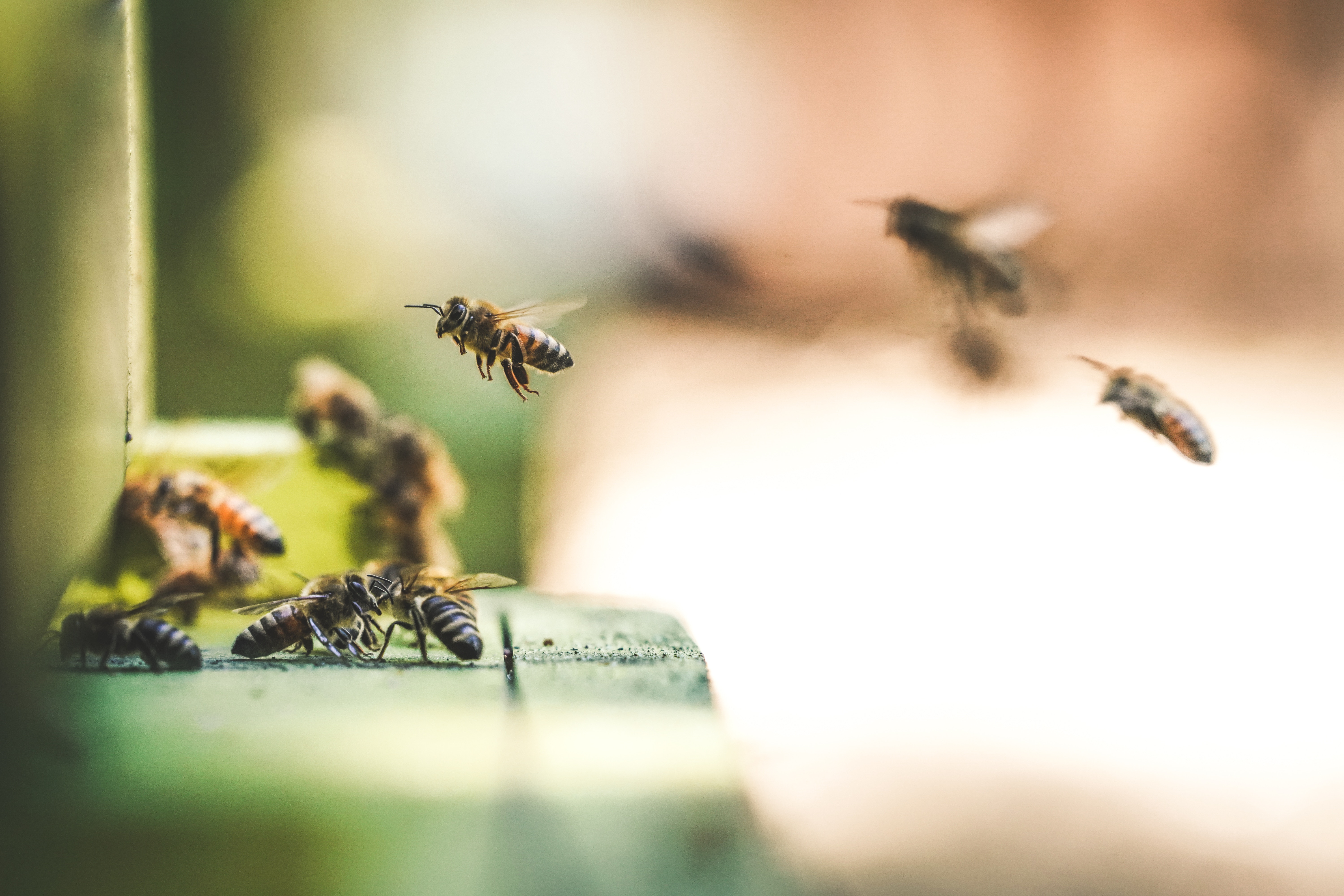 ayudar a más abejas planta más árboles limpiar los mares con capucha,... Guardar las abejas con capucha