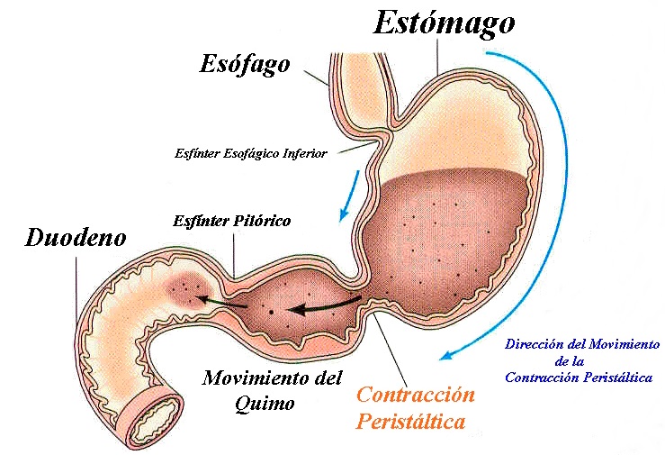 Estructura Del Estomago Humano 2020 idea e inspiración