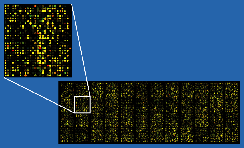 Microarray2