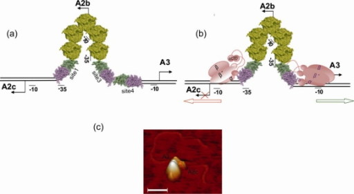 Camacho A, Salas M (2010) Molecular Interactions and Protein-Induced DNA Hairpin in the Transcriptional Control of Bacteriophage Ø29 DNA - Int J Mol Sci 