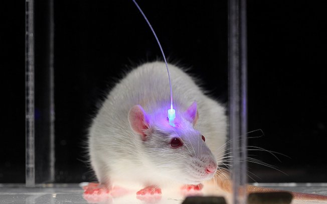 Optogenética, la fascinante técnica que apasiona a los neurocientíficos