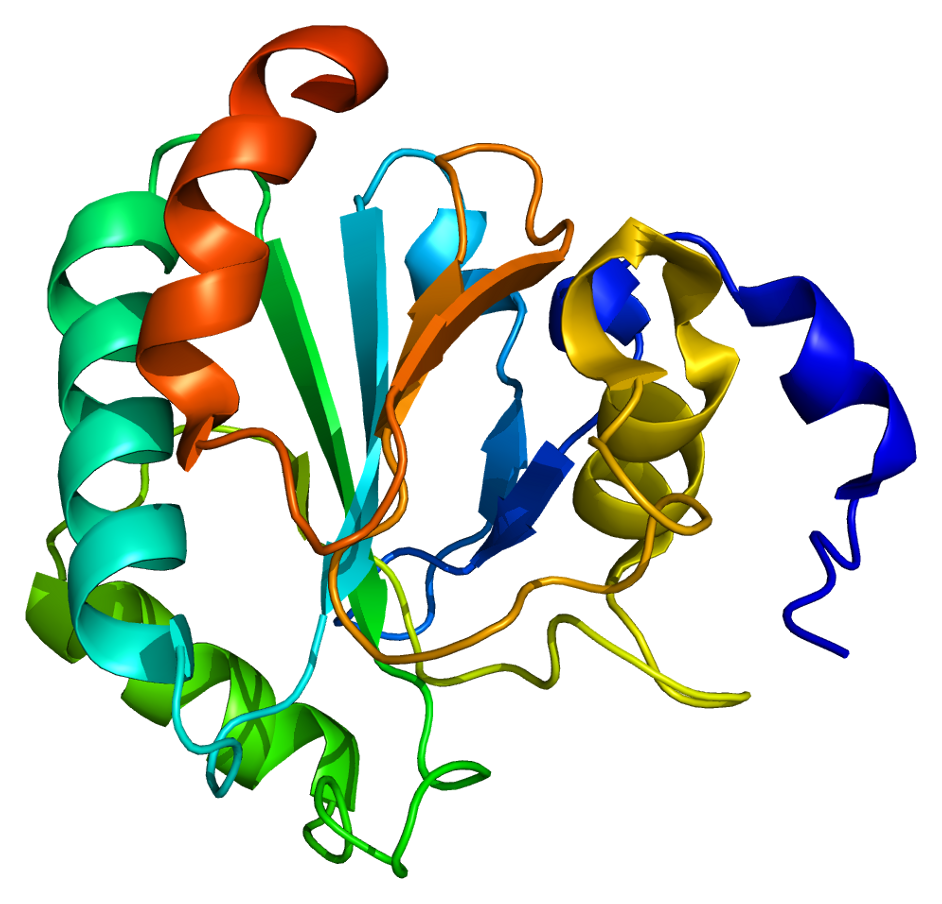 Estructura tridimensional de una enzima perteneciente a la familia de las peroxidasas