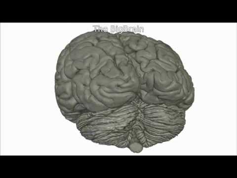 BigBrain: An ultra-high resolution 3-D roadmap of the human brain