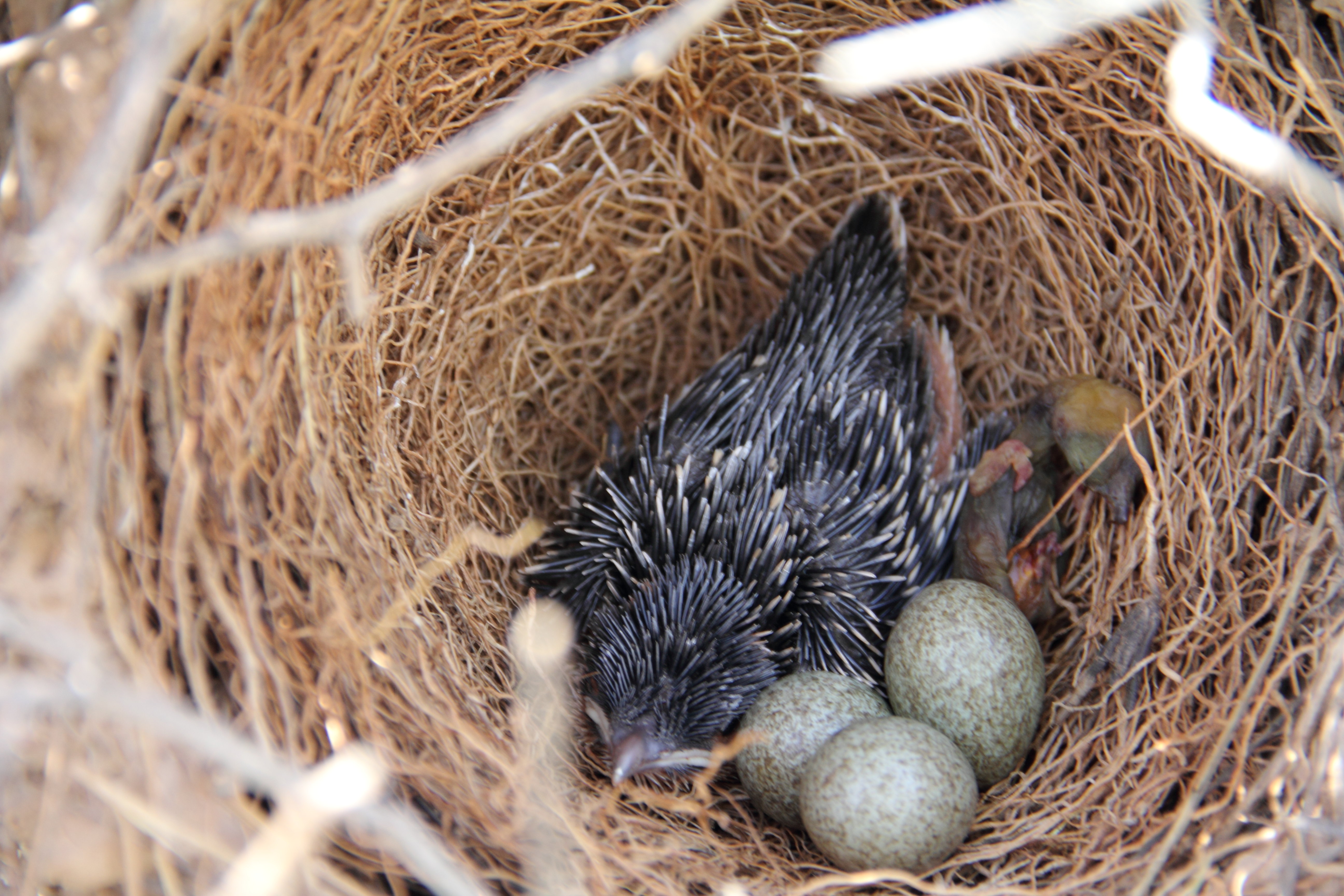 Pollo de críalo en un nido junto a un pollo de urraca recién eclosionado y muerto. Imagen: Juan Soler