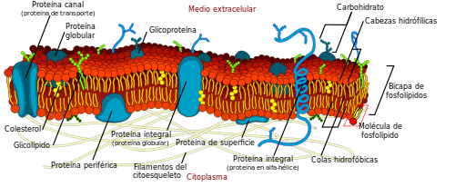 Estructura de una membrana celular