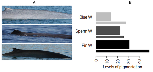 Cómo usar a las ballenas como detectores de radiación