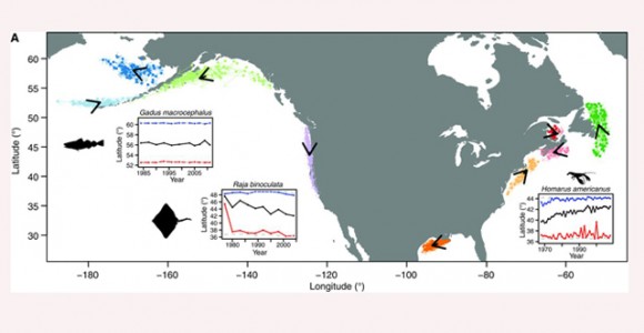Variaciones migratorias de langostas, rayas y bacalaos en las costas de Norteamérica. Pinsky et al.
