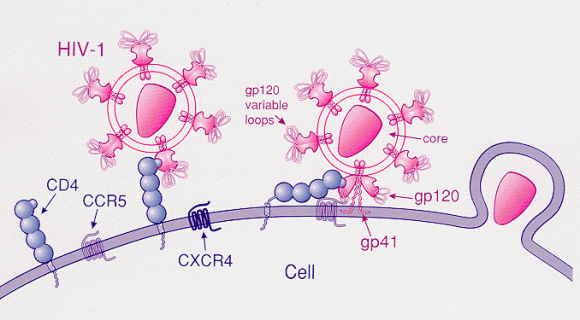 Entrada del VIH en una célula CD4 mediante el correceptor CCR5 . Imagen: US National Institutes of Health