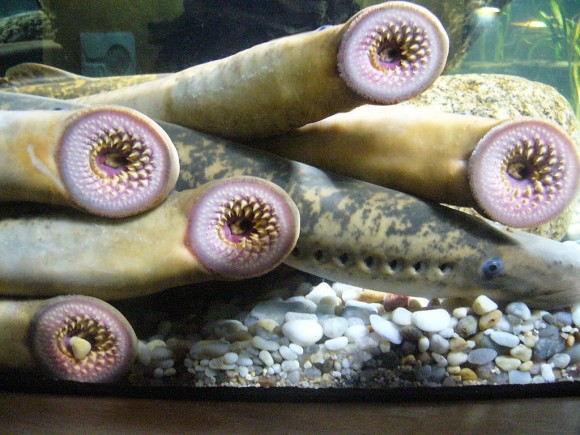 Lamprea (Lampetra sp.), también un pez 