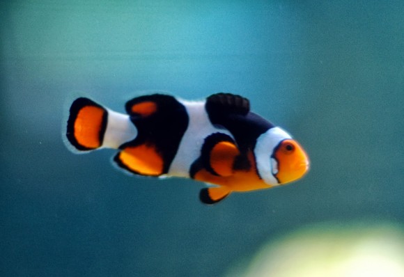 Pez payaso (Amphiprion ocellaris), famoso gracias a la película Nemo. Sin duda, un pez.