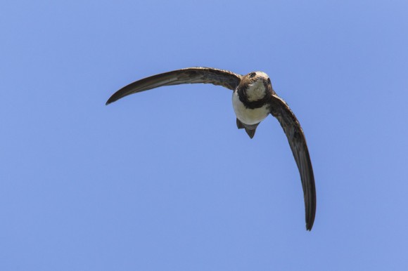 El vencejo real (Tachymarptis melba) es capaz de volar sin descanso durante 200 días. Imagen: D. Occiato