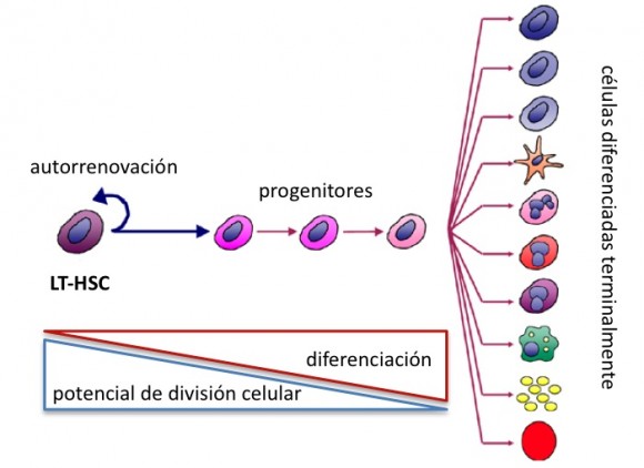 Figura 1: Ejemplo de un linaje celular derivado de una célula madre adulta. En este caso una célula madre hematopoyética (LT-HSC) que puede derivarse en todos los tipos de células sanguíneas. Imagen: Fuente de la eterna juventud