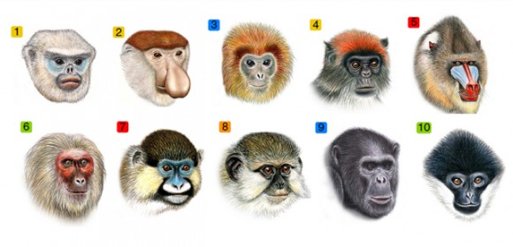 Variedad de los rostros de los monos catarrinos. Imagen: Santana et al.