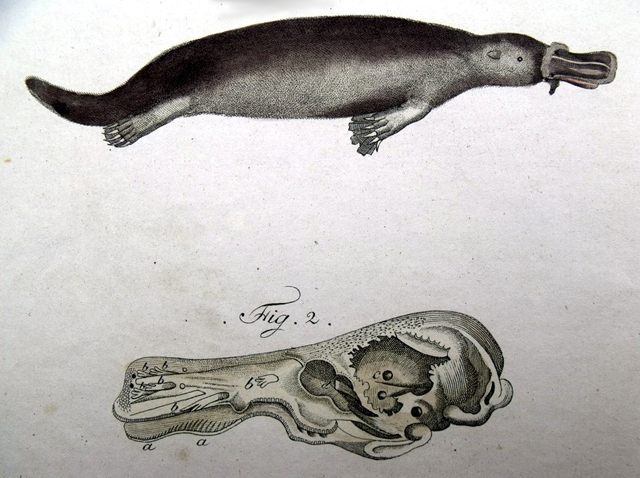 Ilustración de un ornitorrinco realizada entre 1798–1830. Imagen: Bilderbuch fur Kinder, J.F. Bertuch