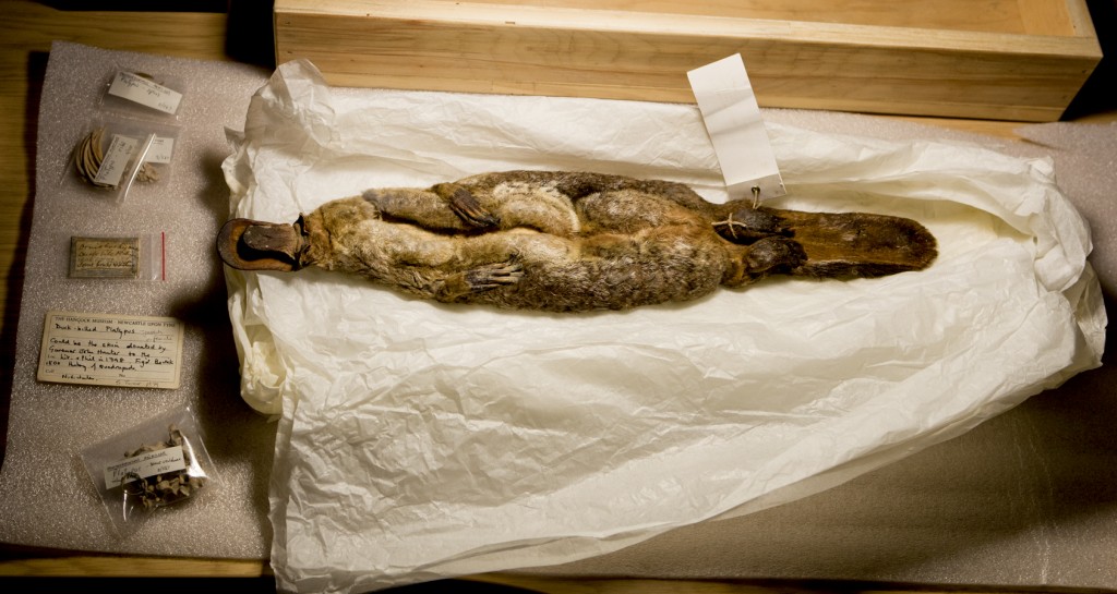 El famoso espécimen disecado en el Museo de Ciencia Natural. Imagen: Universidad de California.