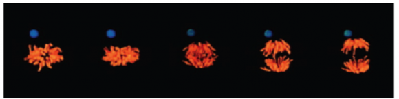 Figura 2: Secuencia de imágenes de microscopía confocal de fluorescencia. Solo se aprecian los cromosomas (naranja) de la célula madre embrionaria y la nanopartícula con proteínas WNT3A (azul). En la secuencia se observa que los cromosomas se alinean de forma perpendicular a la nanopartícula y que un juego de dichos cromosomas se dirige hacia la nanopartícula mientras que el otro, que formará la otra célula hija, se aleja. Fuente: [2].