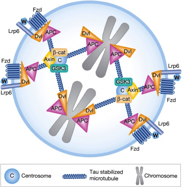 Figura 3: Representación de una célula en división. Los diferentes componentes celulares encargados de la recepción de la señal Wnt3a (W) se organizan junto a la maquinaria encargada de repartir los cromosomas (gris) a las células hijas. En este ejemplo los componentes se distribuyen a ambos lados de los cromosomas, algo que no ocurre en células madre. Fuente: [3].