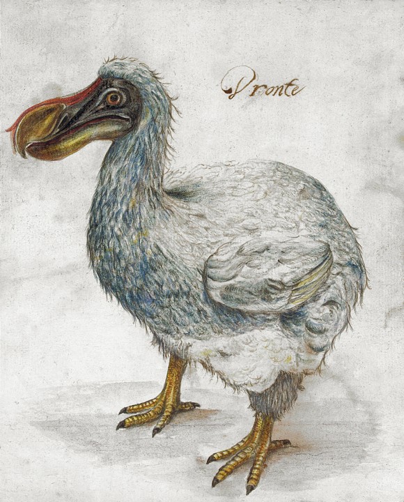 Imagen: Retrato de un dodo de la escuela holandesa, realizado en el siglo XVII (Wikimedia Commons)