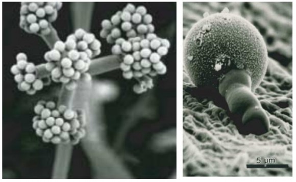 Morfología de Botrytis mostrando sus conidios (racimos de esporas) y un conidio germinando en la superficie de un pétalo de rosa 