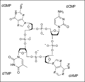 Tetranucleótido de Levene
