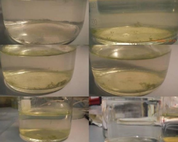 microalga unicelular Nannochloropsis oculata, tras ser congelada y disparada a 6,9 km/s
