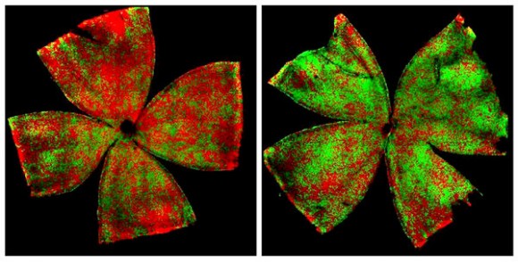 Retinas de un ratón hembra. Imagen: Hao Wu y Jeremy Nathans (Cell press)