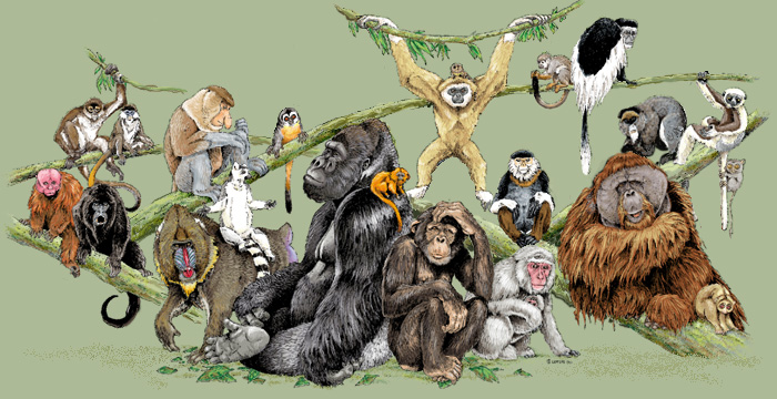 Primates Tree