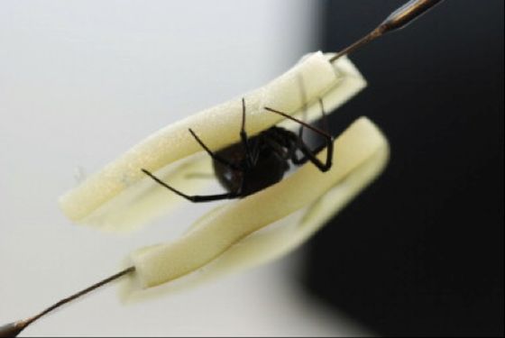 Ejemplo de una de las pruebas realizadas con las arañas en el estudio.