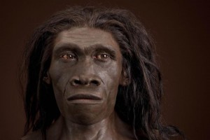 Un busto realista de Homo erectus en el Museo Smithsoniano de Historia Natural. Artista: John Gurche. Foto: Chip Clark.
