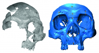 Cráneo procedente de Marruecos y reconstrucción en 3D. Museo Senkenberg de Frankfurt. Foto: Harvati et al.