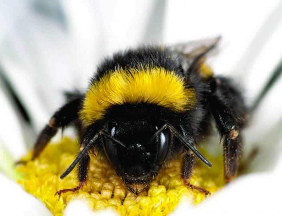 Abejas domésticas vinculadas con enfermedades en abejas silvestres. En la imagen, un abejorro. Foto: Matthias Fuerst, Royal Holloway University of London.