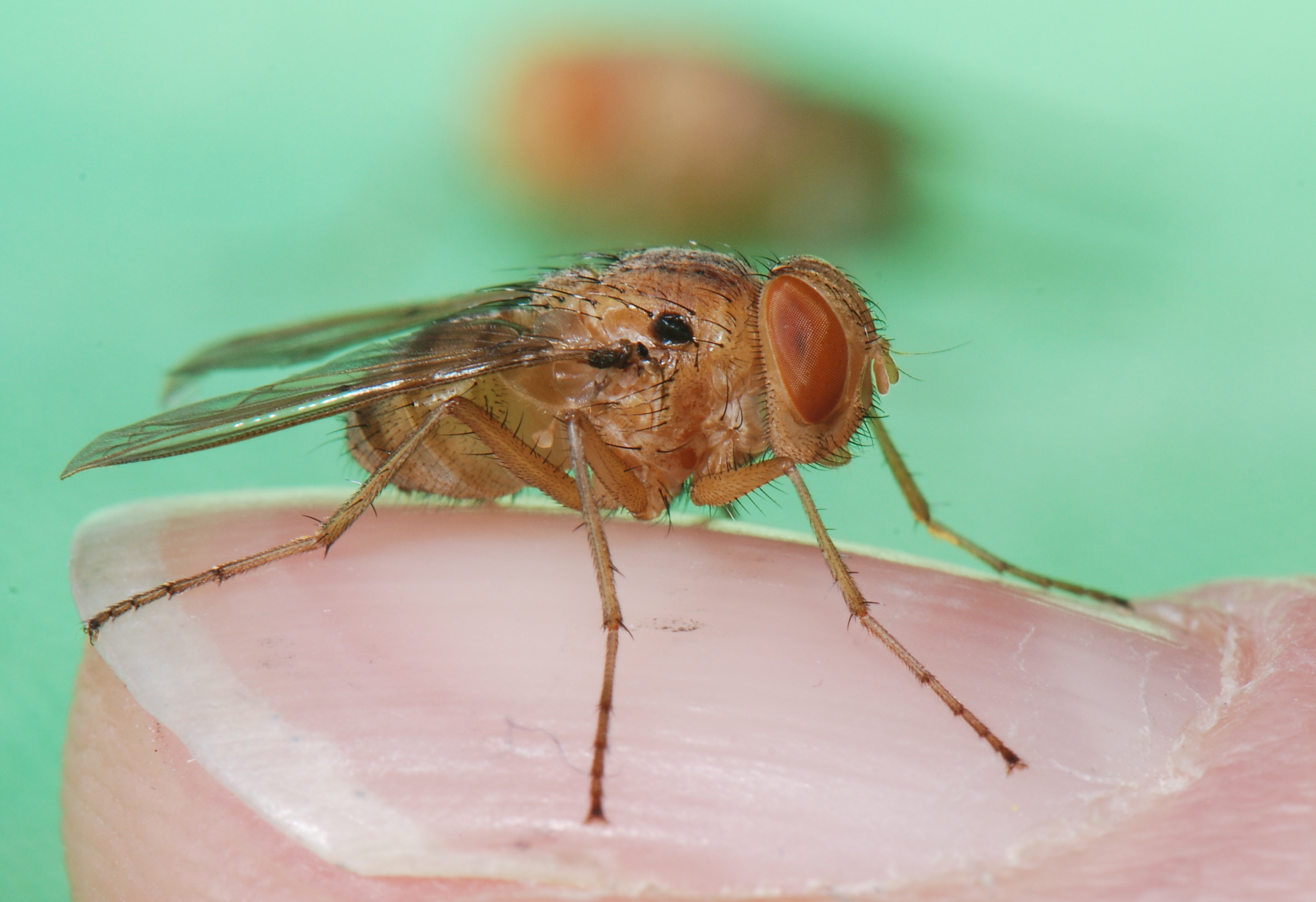 Biomimética: Oídos de mosca