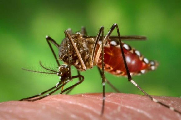 Aedes aegypti (Imagen: James Gathany