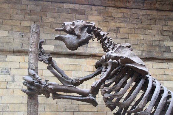 Megatherium americanum - Natural Museum, Londres (Javier Peláez)