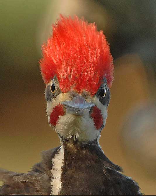 El pajaro loco La maquina del tiempo