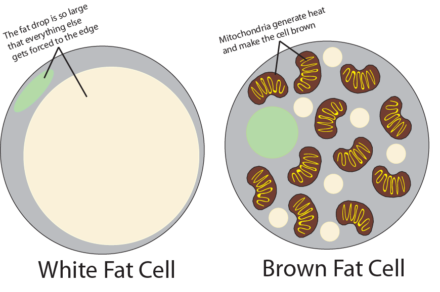 fat-cells