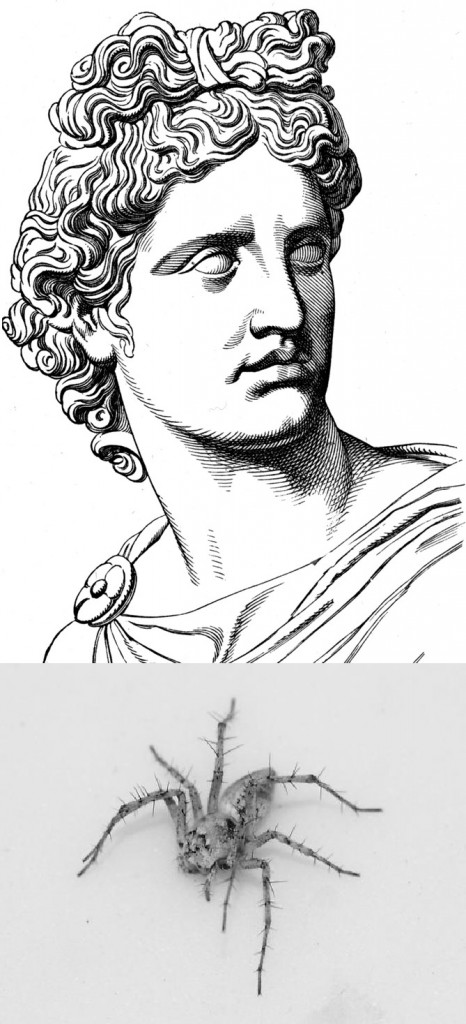 1. El dios Apolo. 2. Oxyopes apollo. 