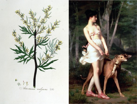 1. Artemisia vulgaris. 2. Artemisa cazadora