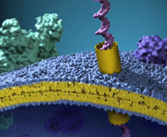 Nanotubos de carbono como canales iónicos artificiales