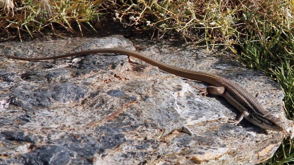 Un ejemplar de lagartija colilarga (Psammodromus algirus) fotografiado a gran altitud.
