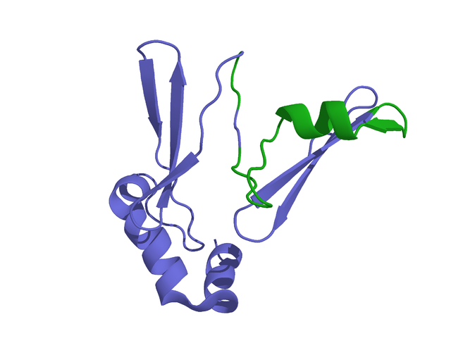 Representación tridimensional del precusor de la ghrelina (azul y verde); la ghrelina corresponde a la parte representada en azul (Imagen: wikipedia)